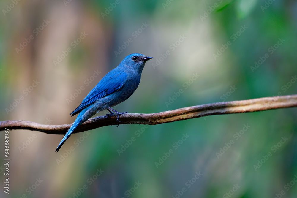 Verditer flycatcher (Eumyias thalassinus) beautiful pale blue bird with bright feathers perching on 