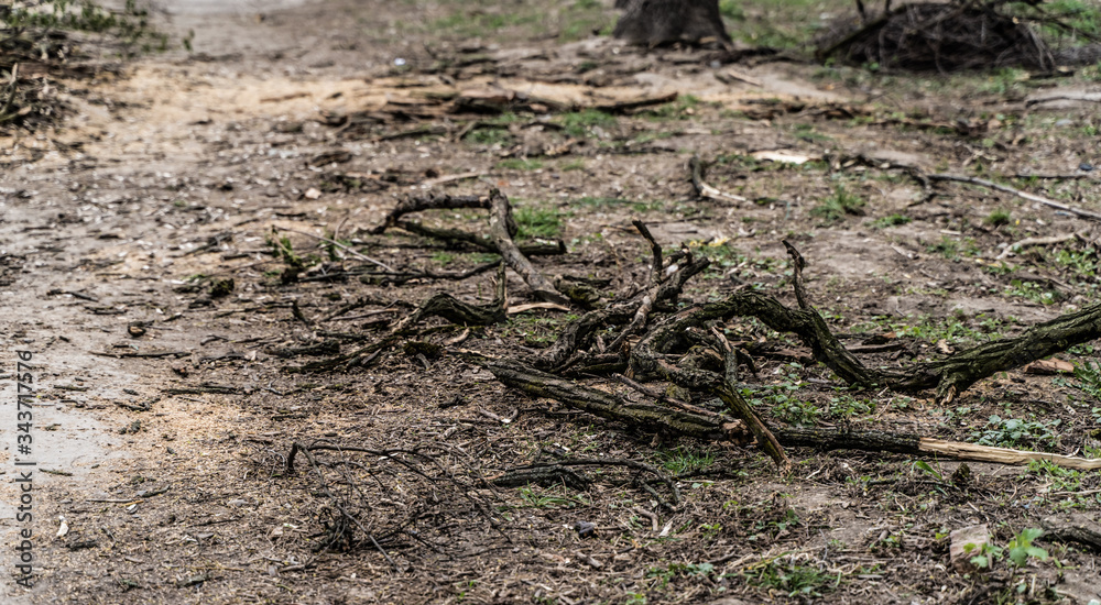 Piles of cut tree branches in city park. Sanitary deforestation. Heap of dry brushwood and deadwood