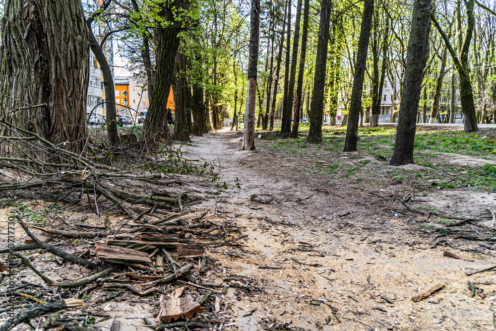 City park path. Spring park. Sanitary pruning trees. Heap of dry natural firewood