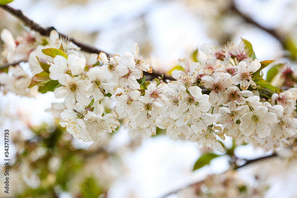 Beautiful blossoming tree on spring day, closeup