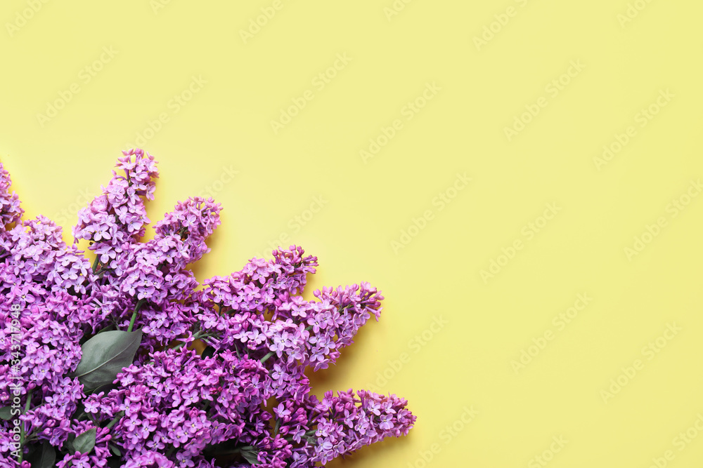 Beautiful lilac flowers on color background