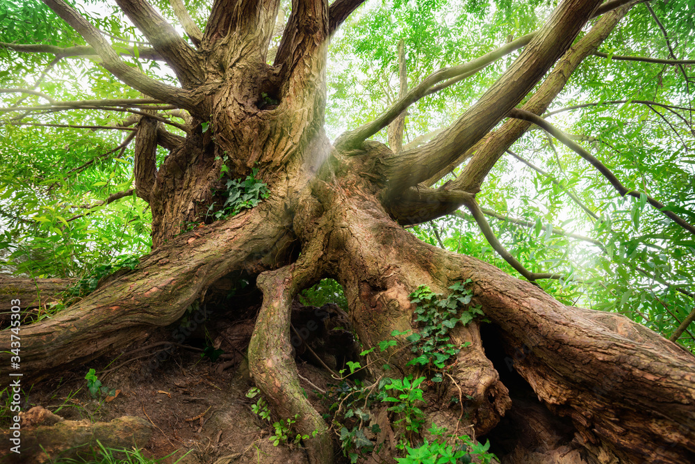 Impressively shaped tree trunk and roots with green foliage and soft light rays falling through its 