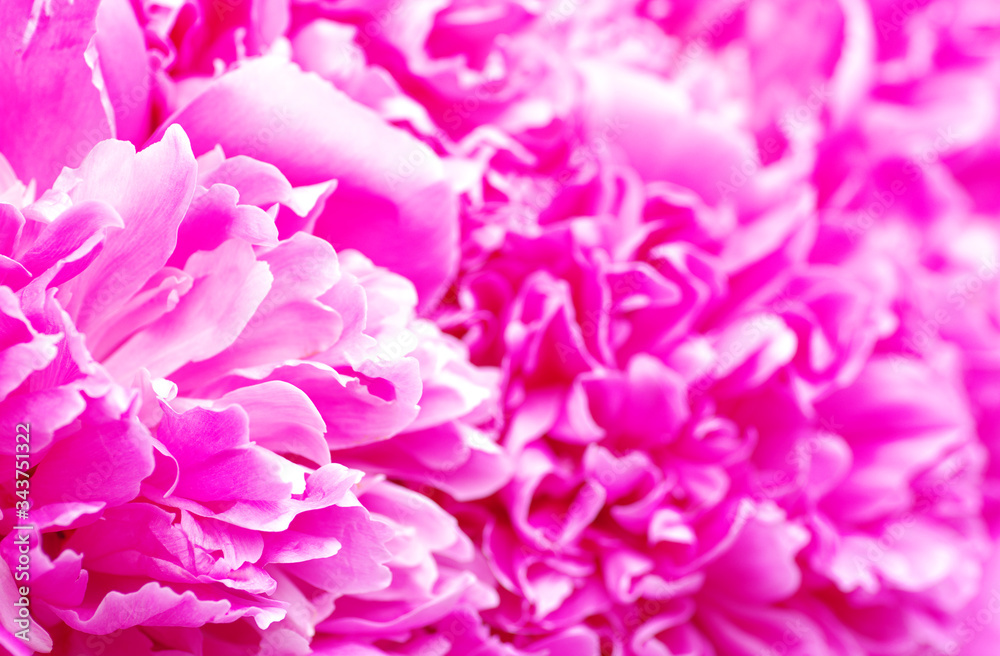 beautiful pink peony flower