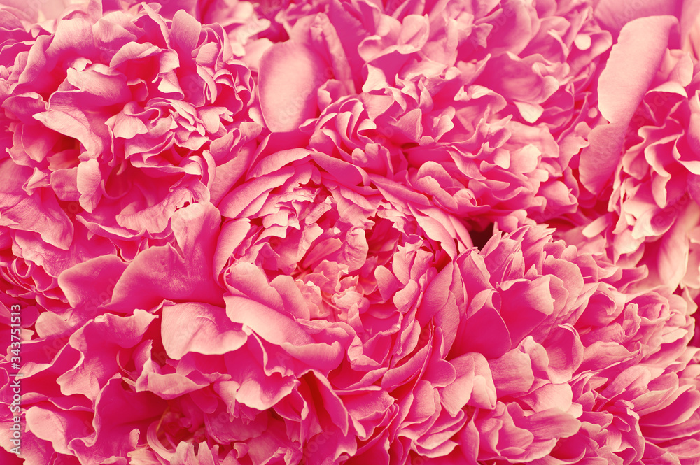 beautiful pink peony flower