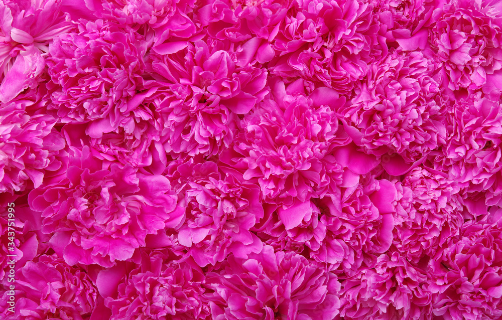 beautiful pink peony flower