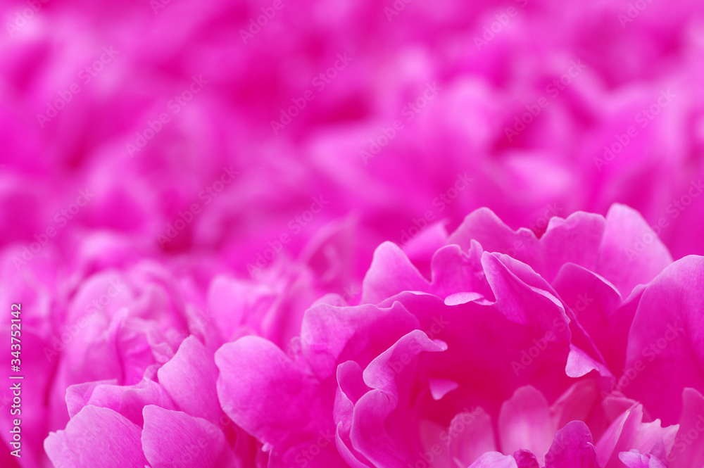 Beautiful pink peonies.