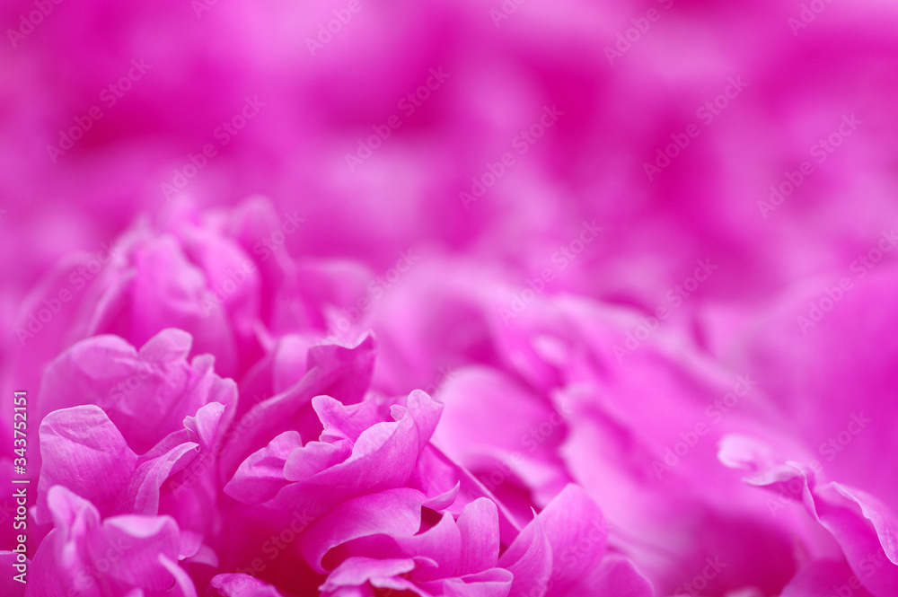 beautiful pink peony flower