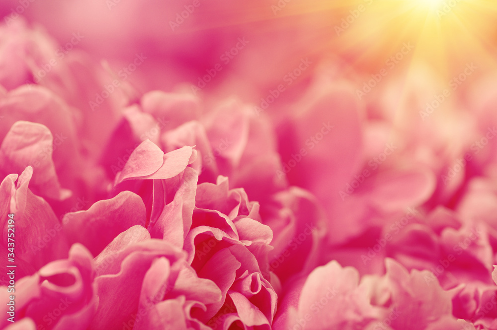 Pink peony flower petal background