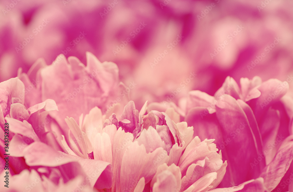 Beautiful pink peonies.