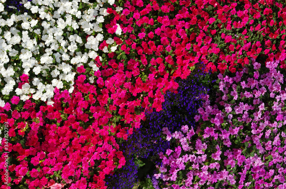 Flowers texture background