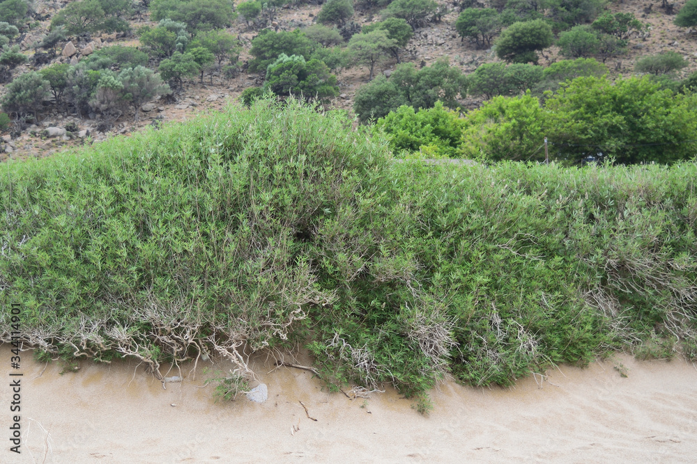 希腊Samothraki Kipos海滩的半沙漠植被