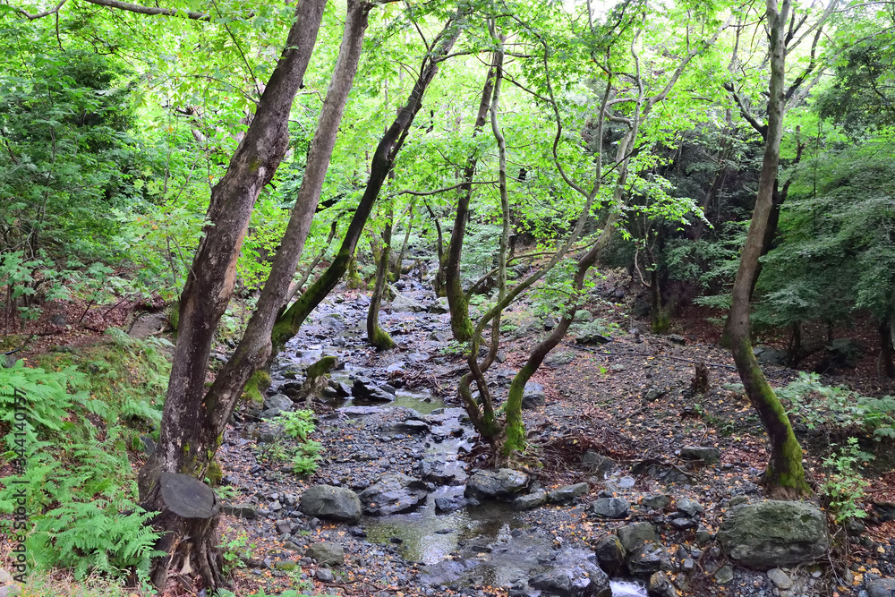 Creek in the forest - Gria Vathra, Therma, Samothraki, Greece