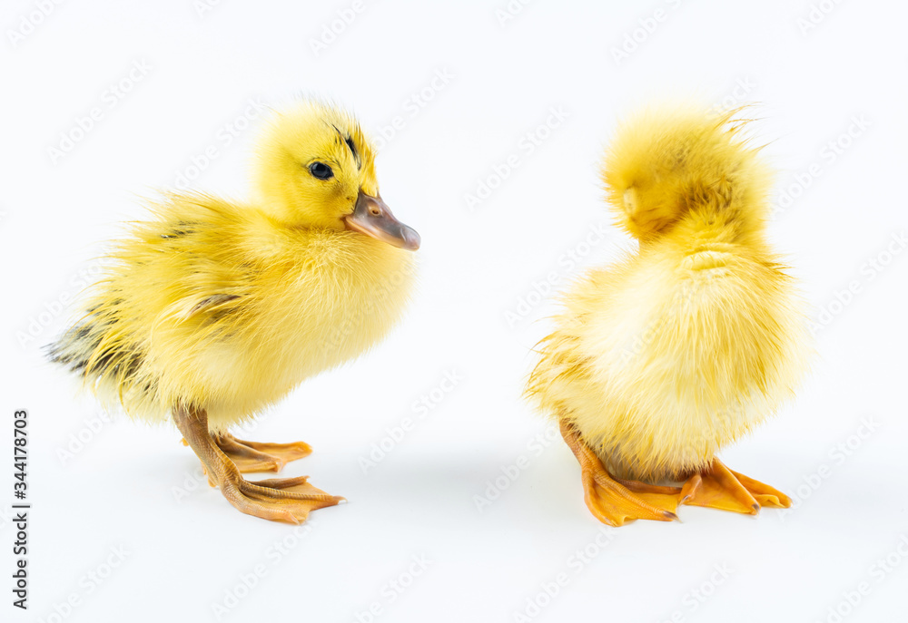 Two cute little yellow ducks on white background