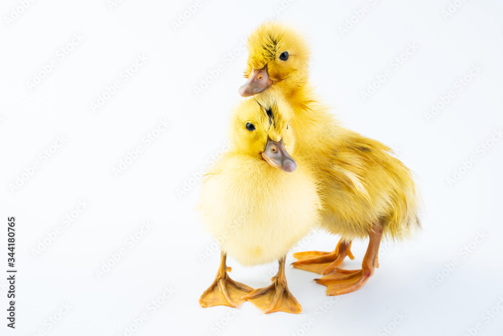 Two cute little yellow ducks on white background