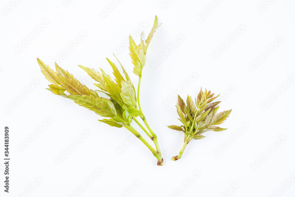 Fresh leaves of fresh wild vine tea on white background