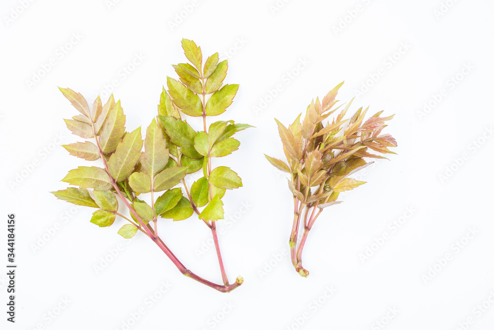 Fresh leaves of fresh wild vine tea on white background