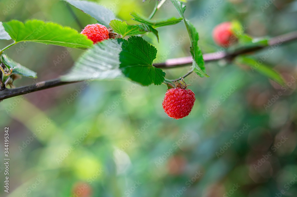 夏季成熟野生水果树莓