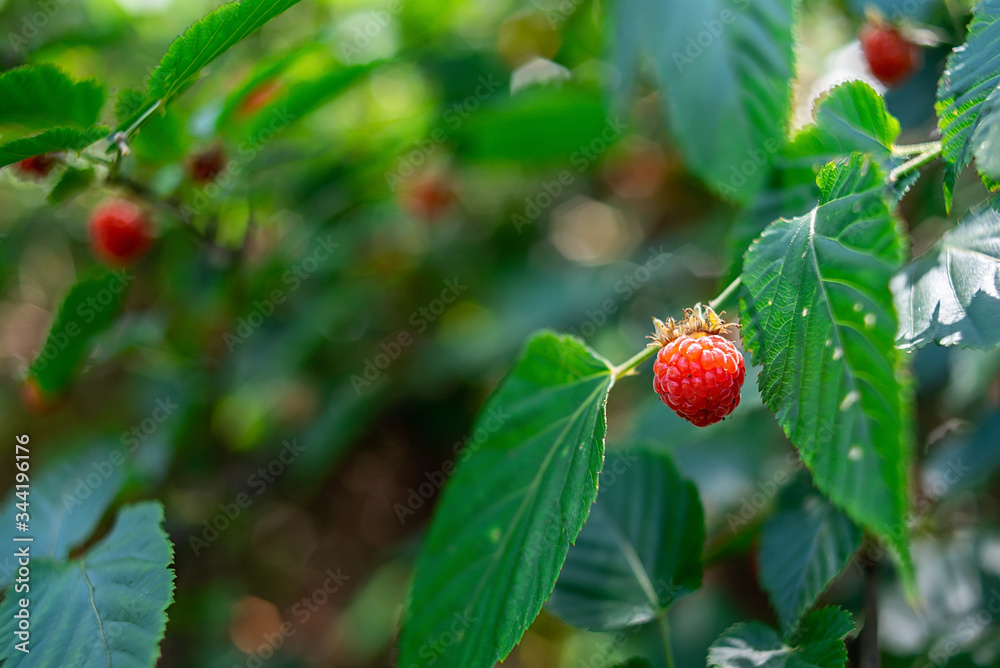 夏季成熟野生水果树莓