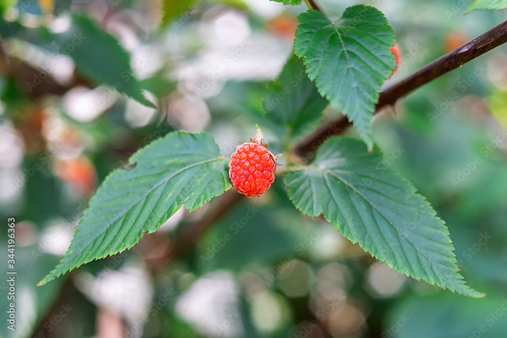 Summer ripe wild fruit raspberry