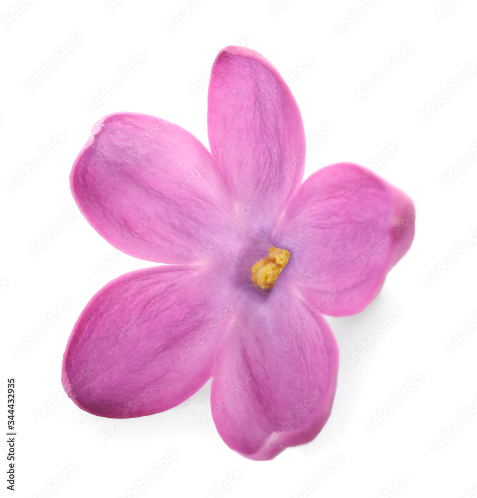 Beautiful lilac flower on white background