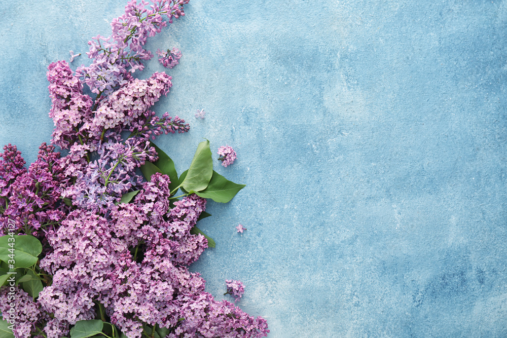 Beautiful lilac flowers on color background