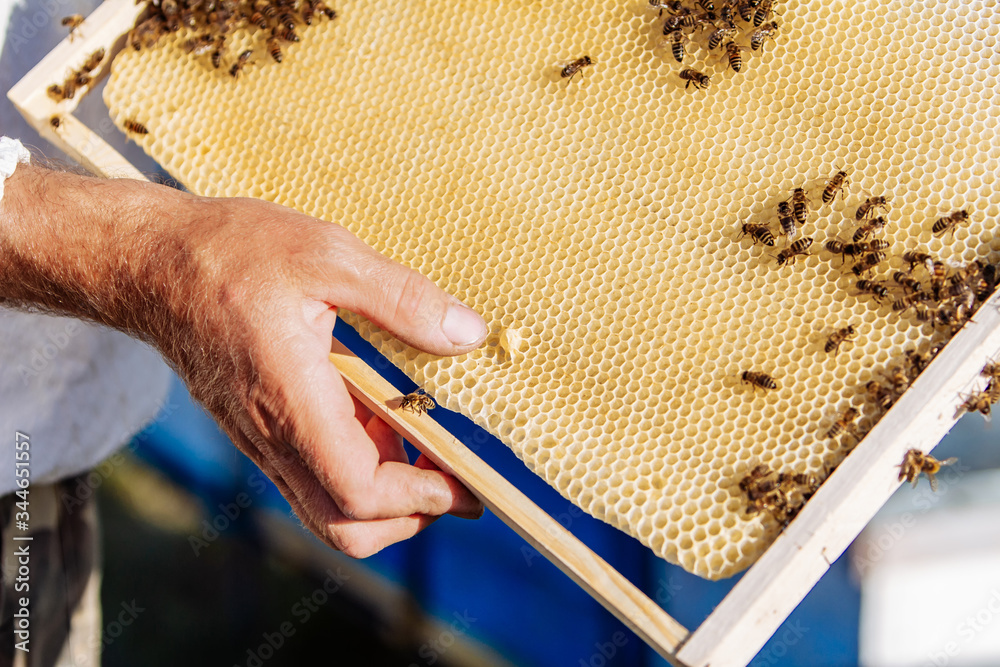 Beekeeper is working with bees and beehives on the apiary. Frames of a bee hive