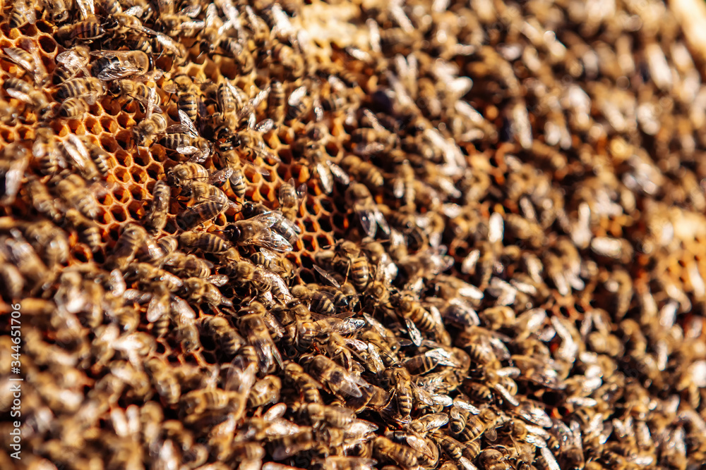 Honeycomb full of bees. Frame from an apiary. The concept of beekeeping. Collecting honey