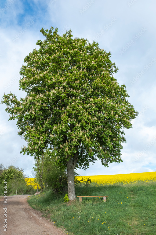 Aesculus hippocastanum mit beginnender Blüte an einm Wanderweg in Thüringen bei Wilhelmsdorf