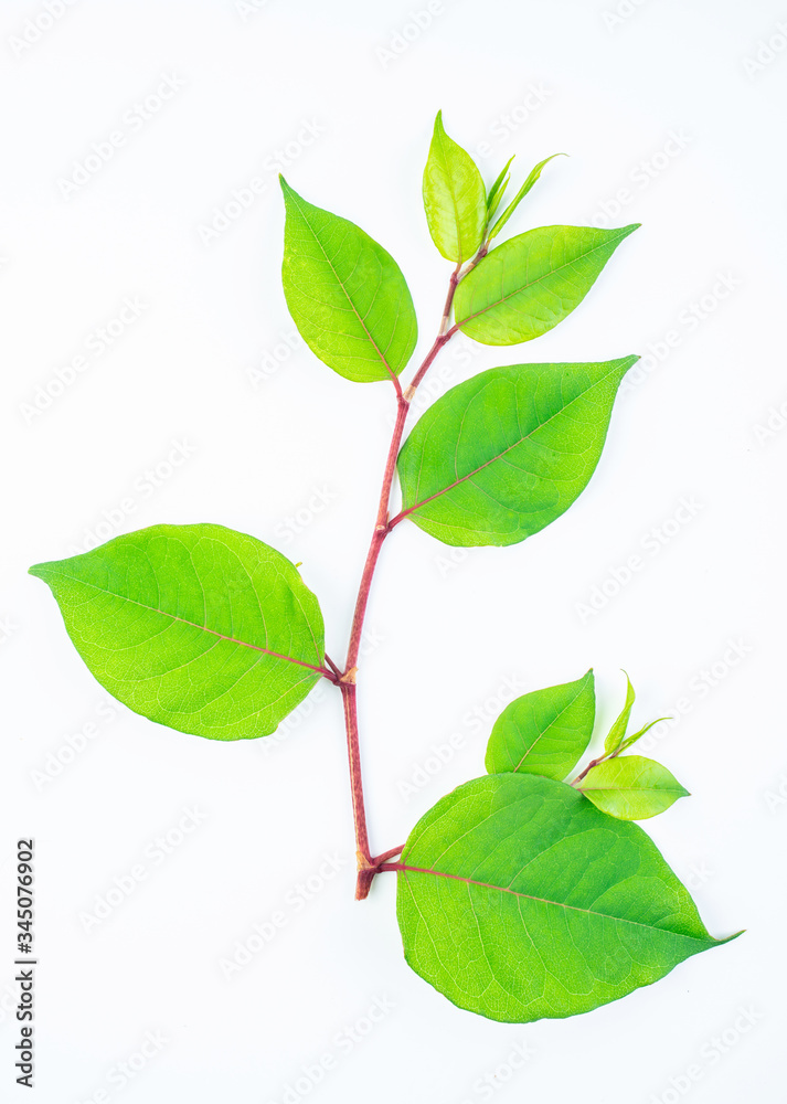 Beautiful knotweed leaves on white background