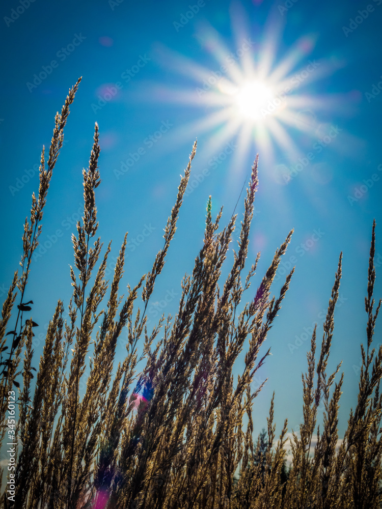 Sun on the Grass