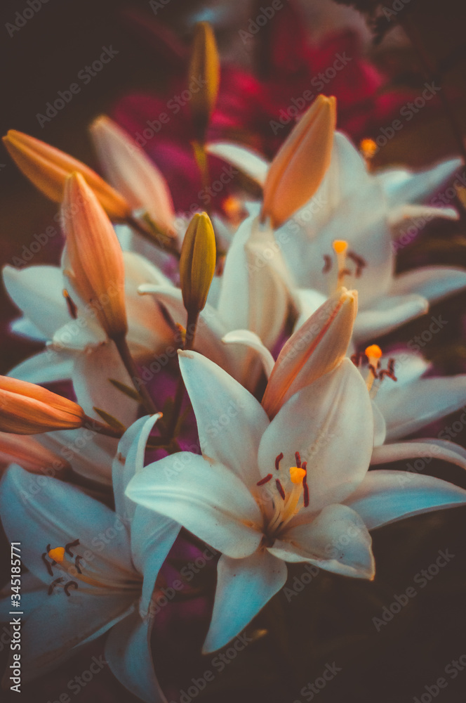 orange lily flower