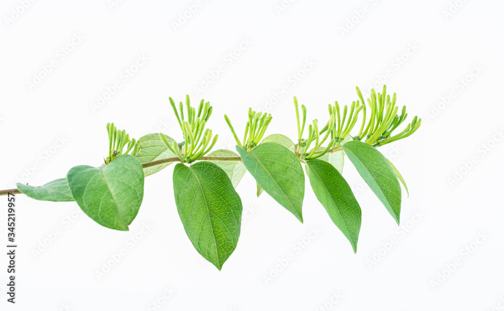 A honeysuckle bud covered with a honeysuckle bud on a white background