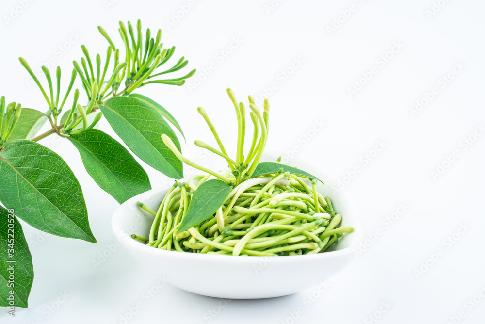 Fresh wild honeysuckle buds on white background