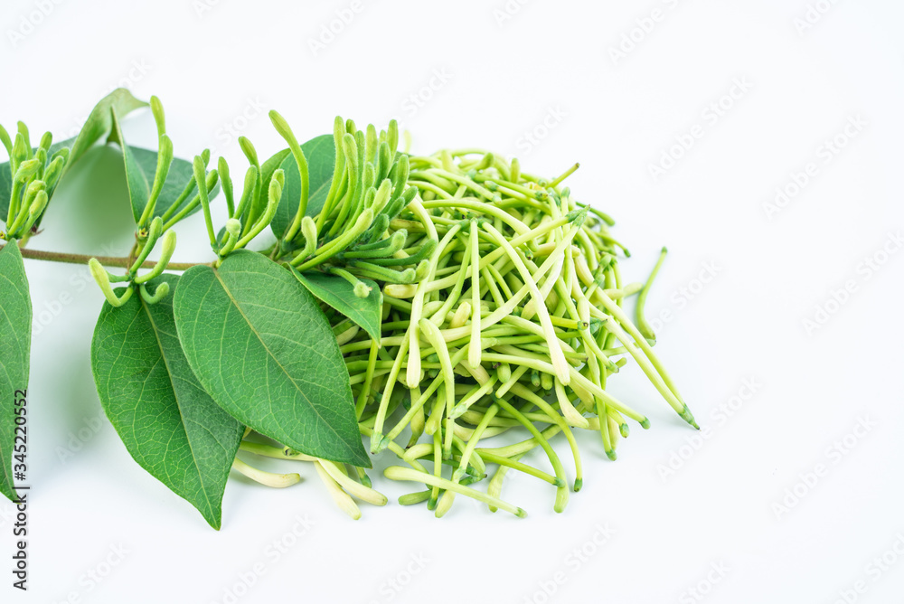 Fresh wild honeysuckle buds on white background