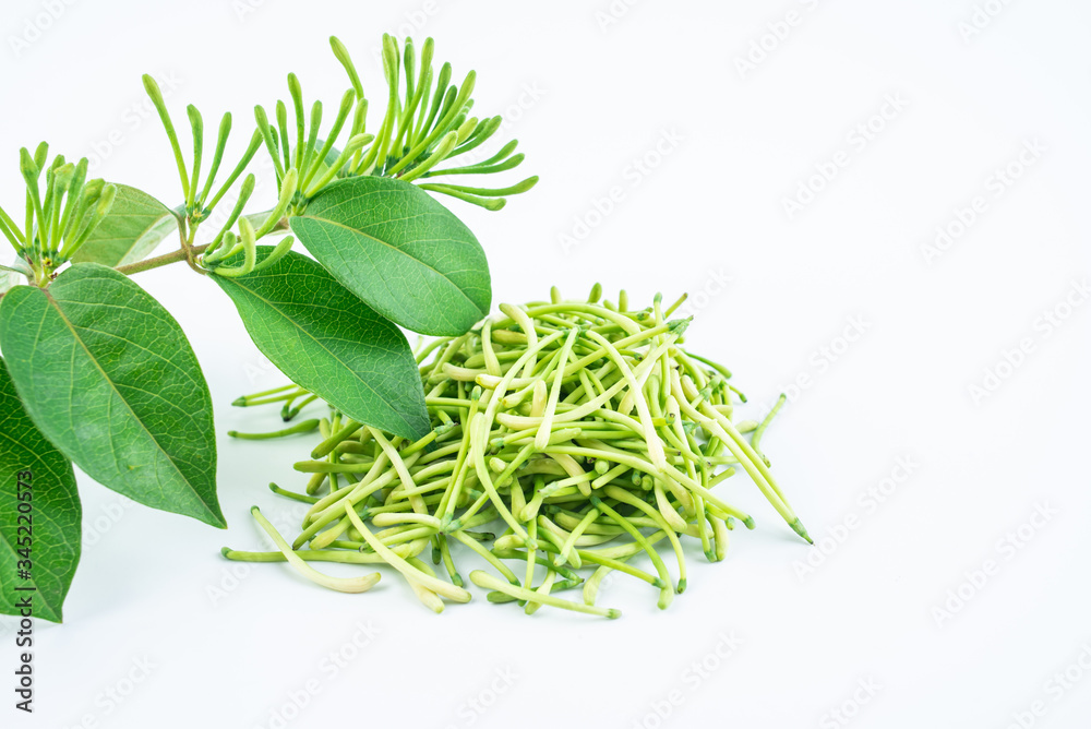 Fresh wild honeysuckle buds on white background