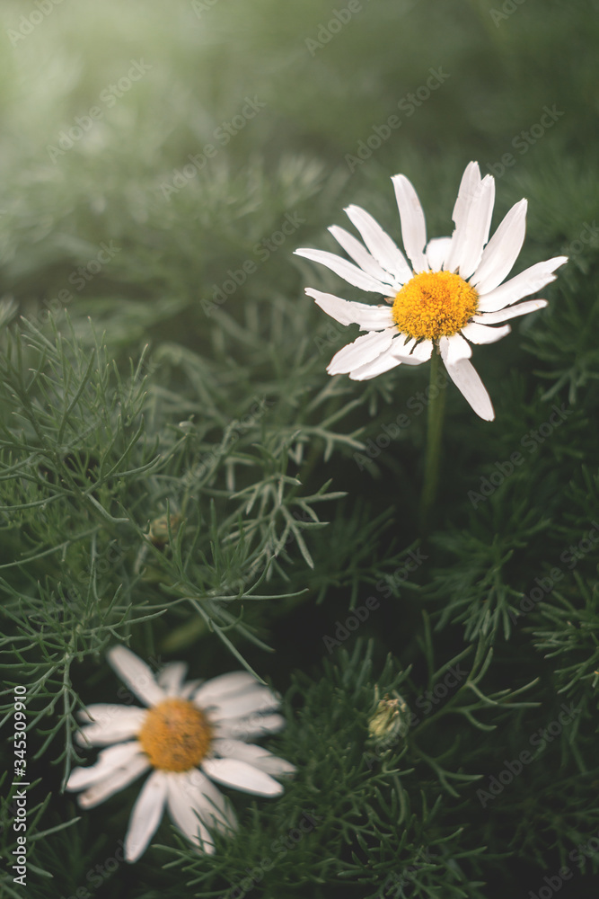 绿色灌木丛中的白洋甘菊