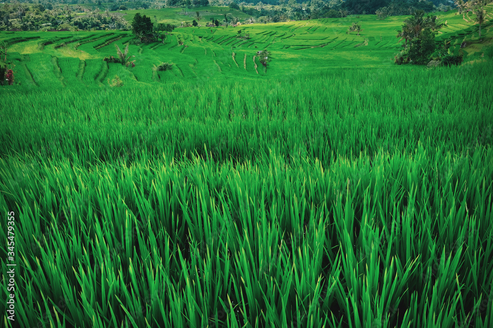 Green Terraced Rice Field in Asia