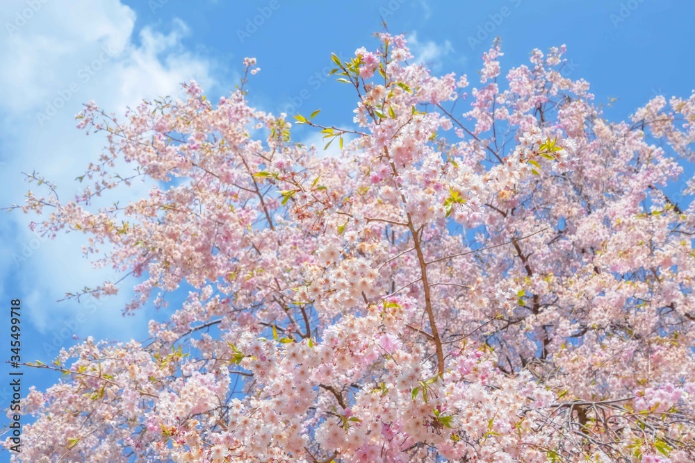 しだれ桜　Japanese weeping cherry blossoms