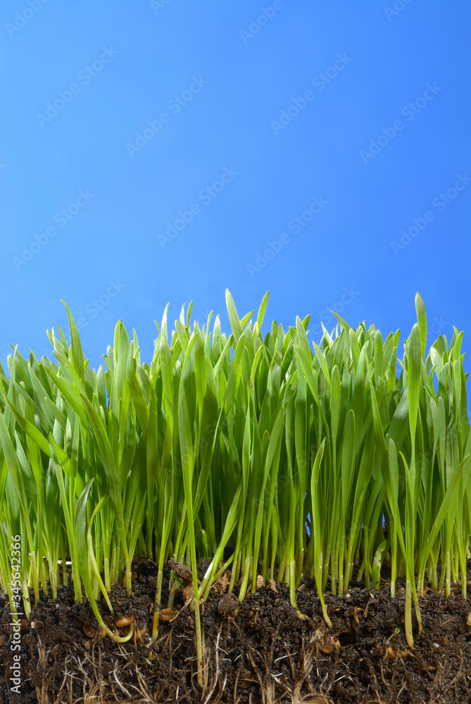 herbe verte sur fond bleu vue de profil dans la terre