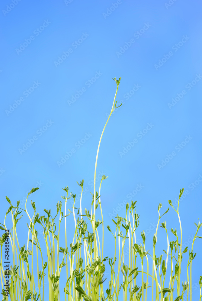 lentilles germées sur fond bleu