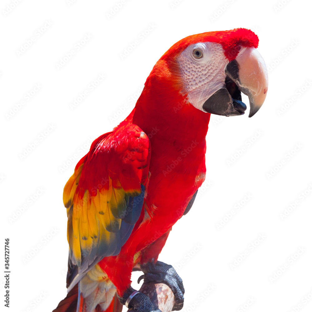 Green winged Macaw, Ara parrot isolated over white.