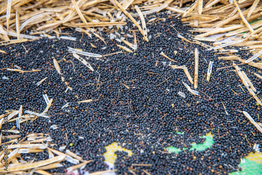 Rapeseed harvested in summer