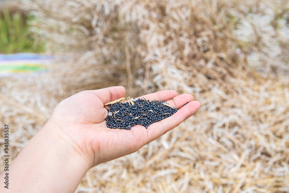 Hand holds a handful of rapeseed