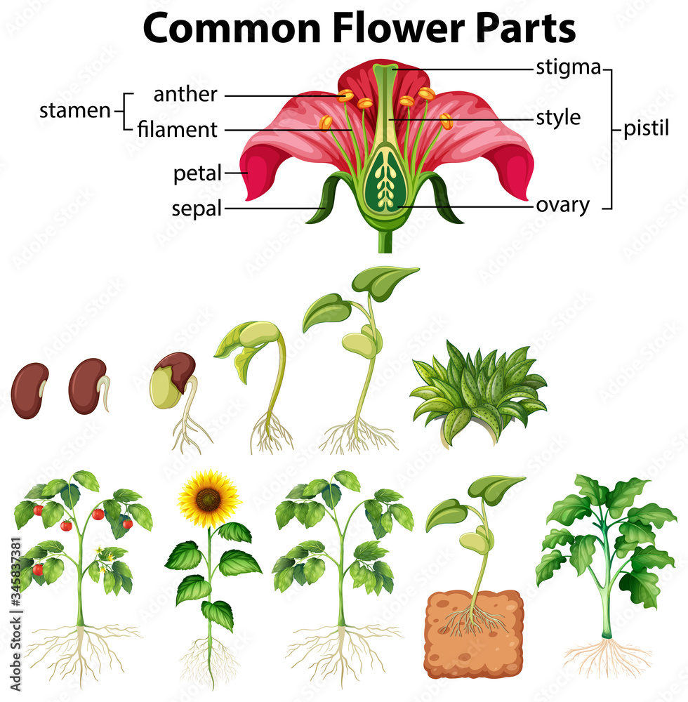 白底常见花朵部分示意图