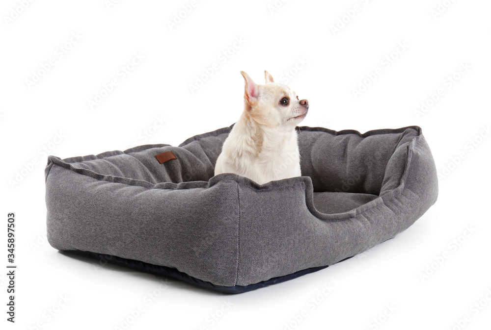 Cute dog in pet bed on white background