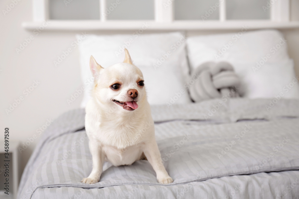 Cute small dog on bed at home