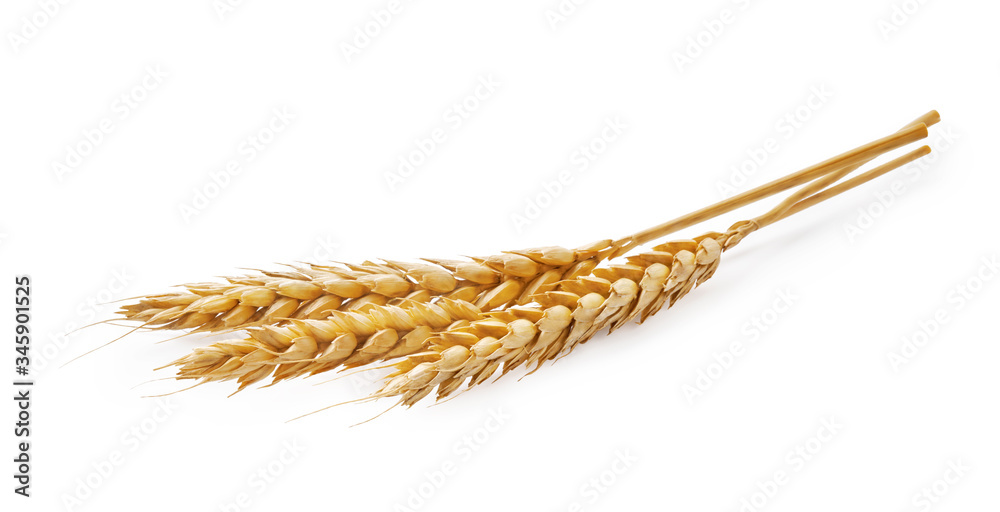 Three wheat spikelets isolated on white background