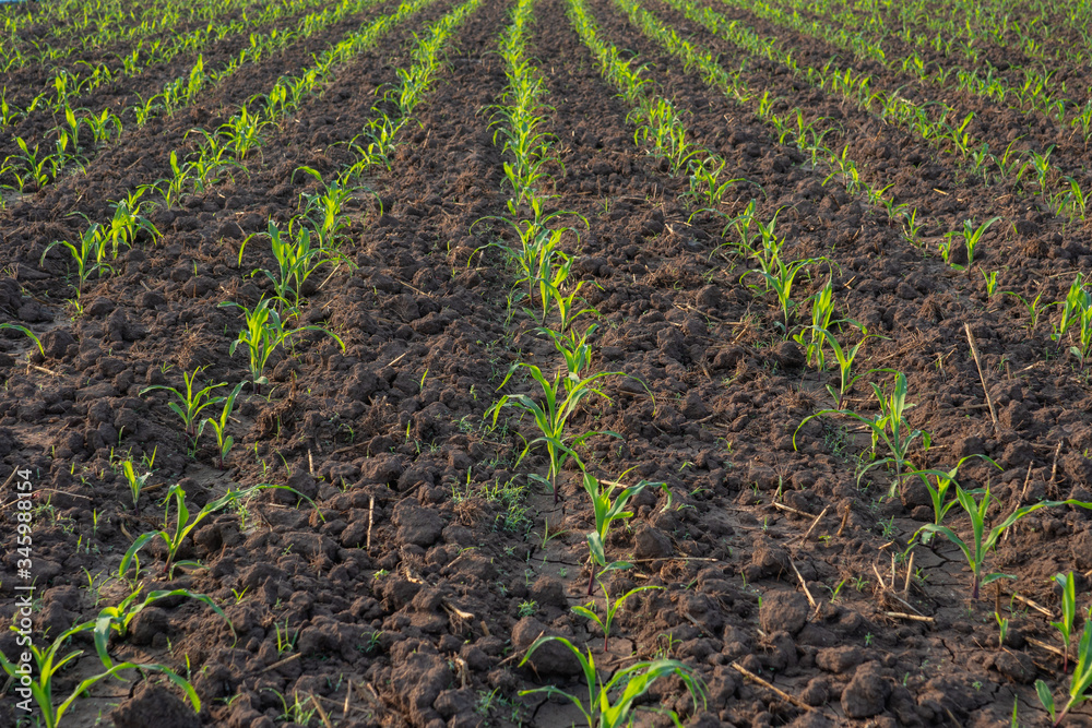 Growing maize seedling in the agricultural corn field