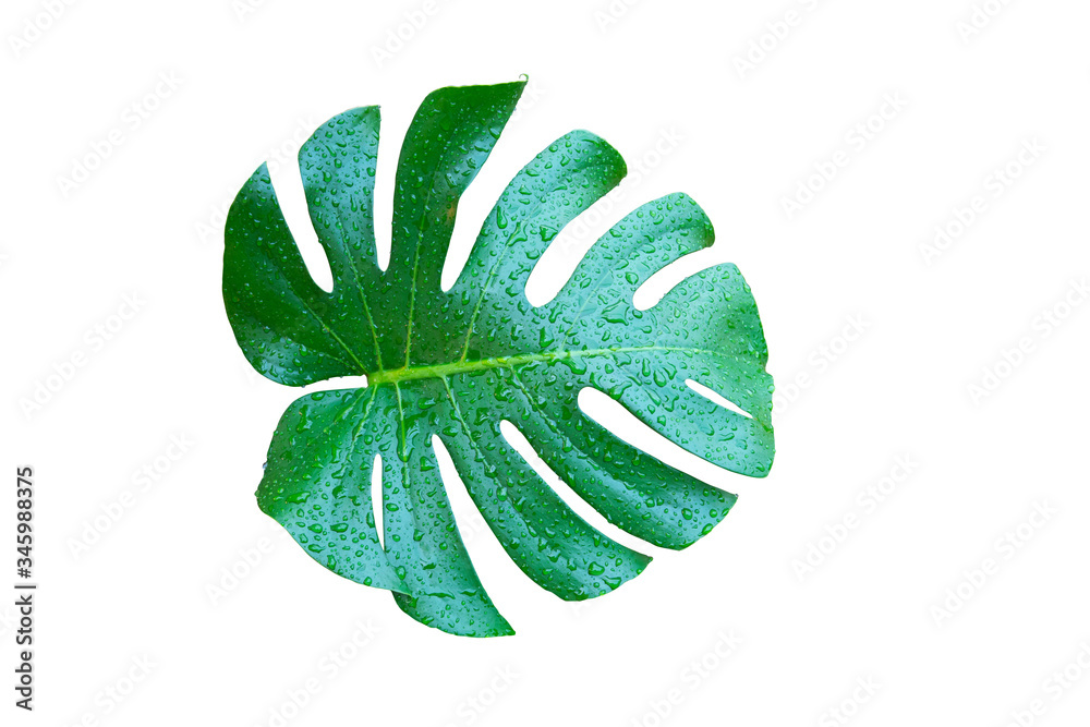 monstera leaf wet  isolated on white background with clipping path.