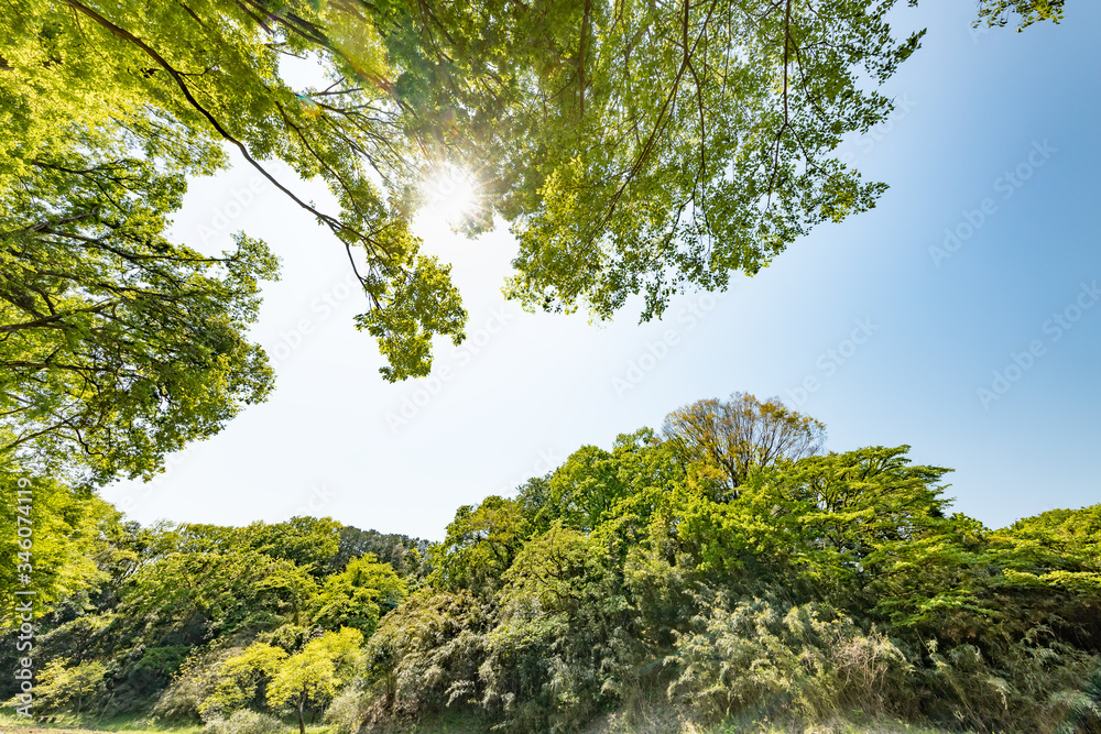 太陽の光を浴びる新緑の木